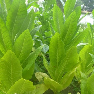 Pode incluir: Um close-up de um remendo de plantas de tabaco verdes com folhas grandes.