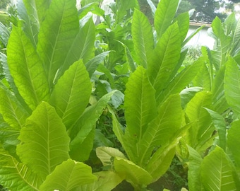 Golden Burley Tobacco Seeds – snelgroeiende erfstukvariëteit, 1000+ zaden