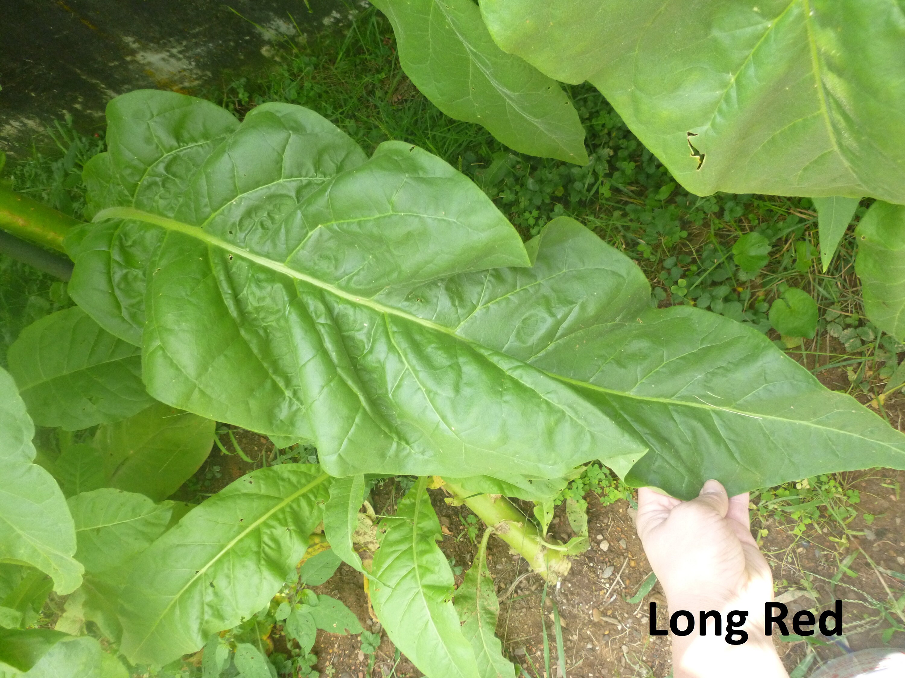 does tobacco speed up your metabolism How Long Does Nicotine Stay in Your System?