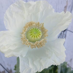 Raja Indian Poppy Seeds - Papavar Somniferum- 500 Seeds - Excellent ...