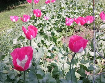 Op de afbeelding: Een tuinbed gevuld met levendige roze papaverbloemen met witte centra en prominente zaaddozen. De planten hebben grote, golvende, lichtgroene bladeren en dunne, rechtopstaande stengels, waarbij sommige bloemen diep magenta bloemblaadjes tonen.