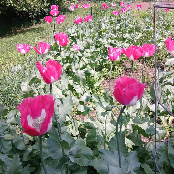 Afghan Galania Poppy Seeds - US Grown Papaver Somniferum  500 Seeds!