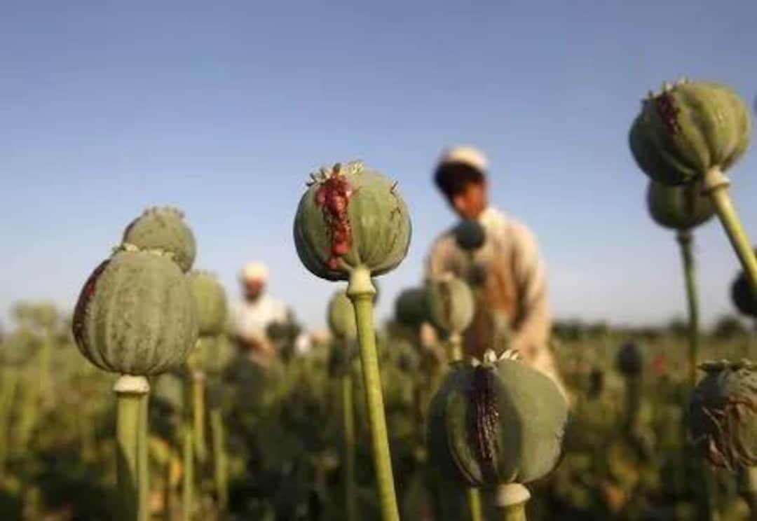Poppy Raja Raja Indian Poppy Seed - BULK! Over 3,000 Seeds - Top Producer - Etsy
