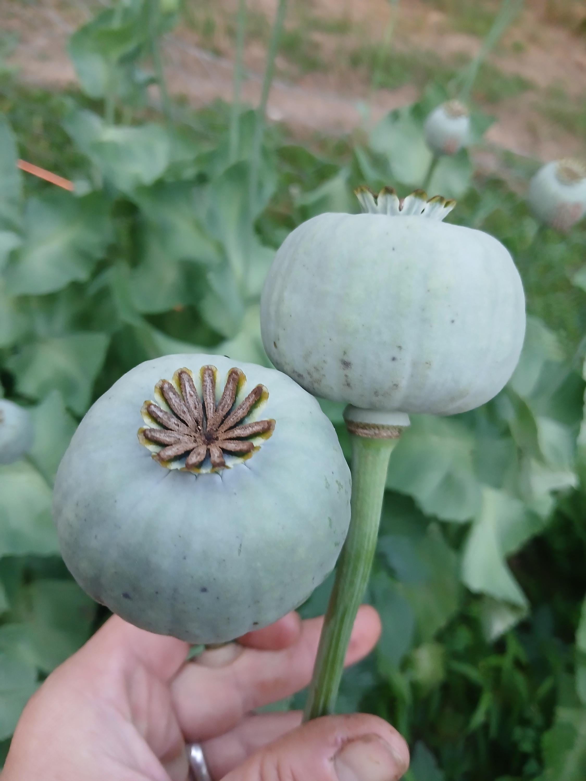 Poppy Raja Raja Indian Poppy Seed - BULK! Over 3,000 Seeds - Top Producer - Etsy