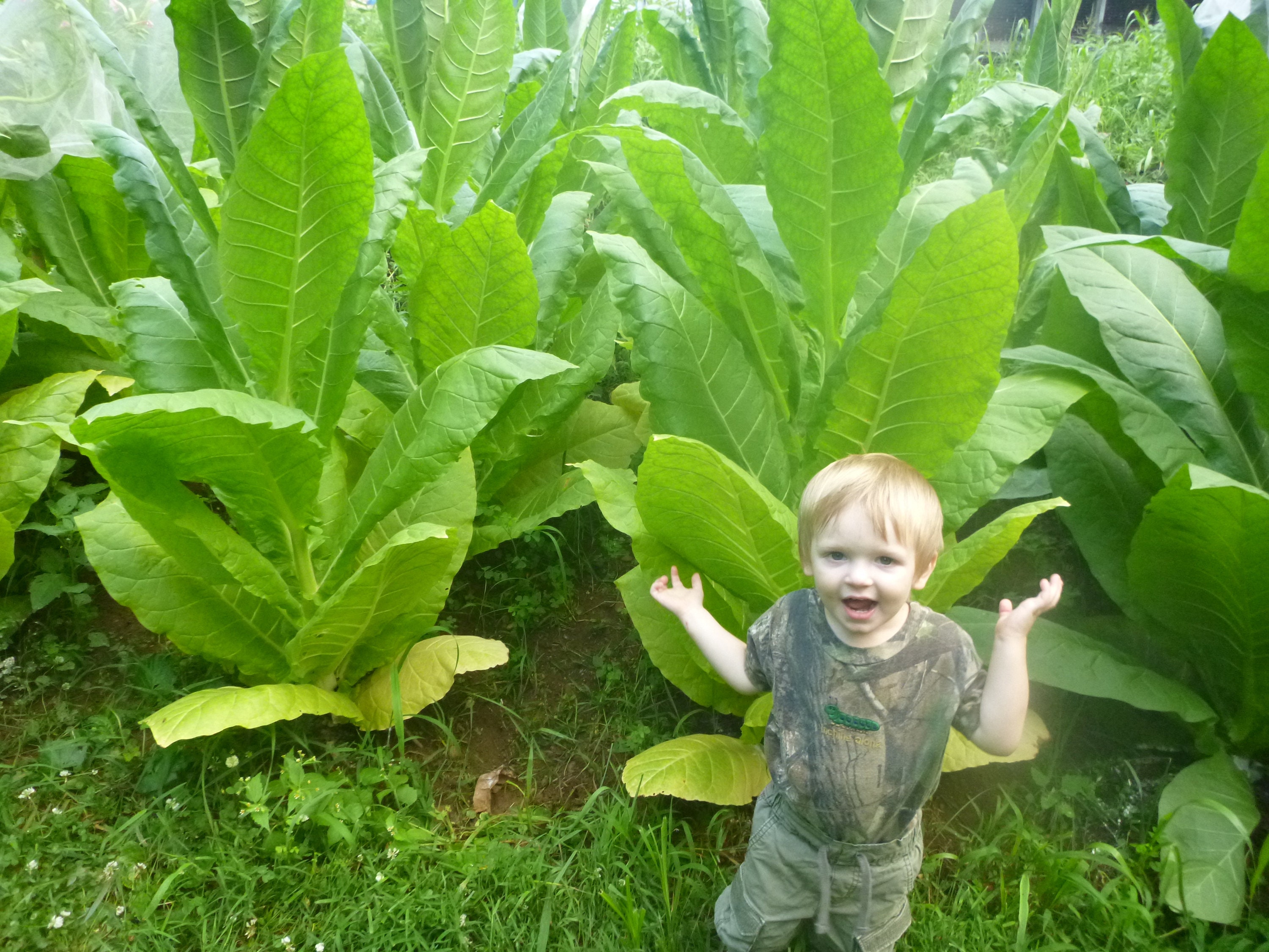 Chewing Tobacco Seed - Grow Your Own Chew and Dip! 1,000+ Seeds