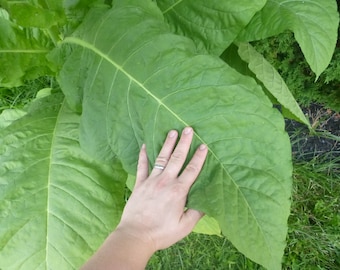 Chewing Tobacco Seed Pack- 3 Varieties for Chew & Dip 3,000+ Seeds