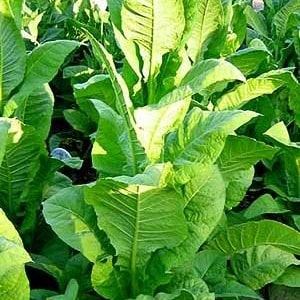 May include: Close-up of a patch of green tobacco plants with large leaves. The plants are labelled "African Red".