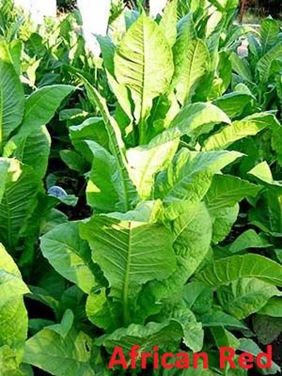 African Red Burley Tobacco Seeds - 1,000 Seeds - High Nicotine Strain!