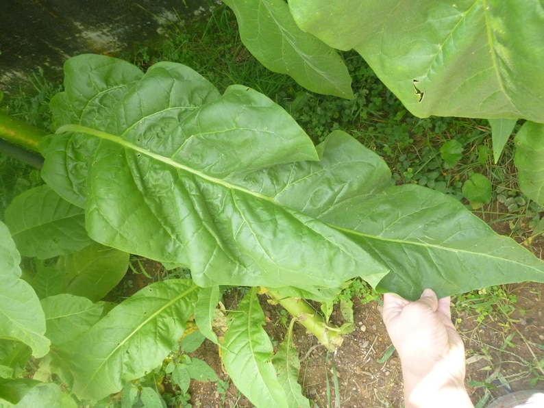 Ultimate 7 Variety Tobacco Seed Grow Pack 7000 Seeds Best Etsy Canada