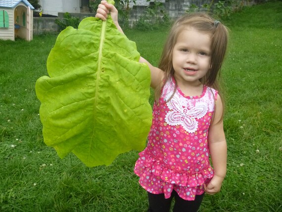 Turkish Virginia Burley Ultimate Tobacco Seed Set 3 Varieties 1,500 Seeds