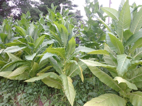 Turkish Virginia Burley Ultimate Tobacco Seed Set 3 Varieties 1,500 Seeds