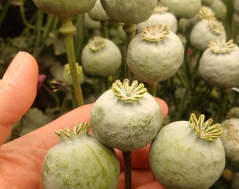 Semi di papavero farmaceutico inglese - Alta resa, oltre 500 semi Papaver Somniferum