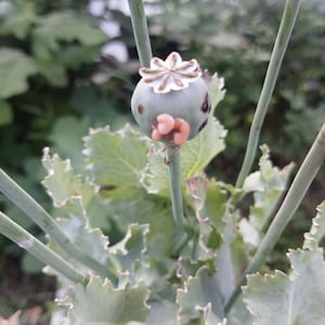 SHTF Survival Poppy Seed Set - 1.000+ Mohnsamen - Afghan & Pharm - High Grade Papaver Somniferum