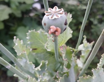 Set de semillas de amapola de supervivencia SHTF - Más de 1000 semillas de amapola - Afganas y farmacéuticas - Papaver somniferum de alta calidad