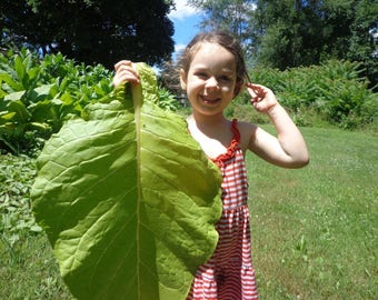 Golden Burley - Semillas de tabaco de herencia - Más de 1000 semillas - ¡Gran productor!