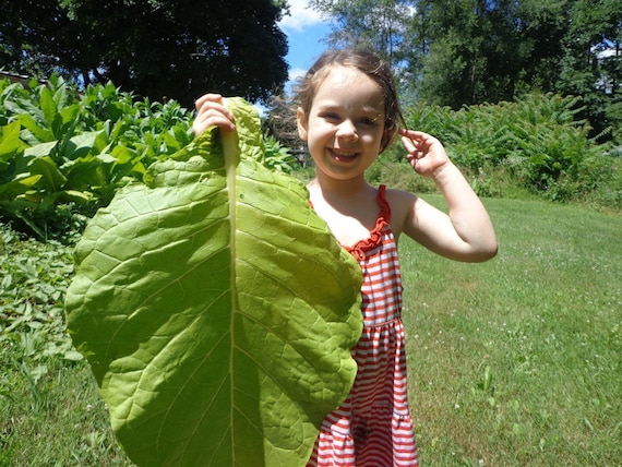 golden burley tobacco seeds Golden Burley - Heirloom Tobacco Seeds - 1,000+ Seeds - BIG Producer!
