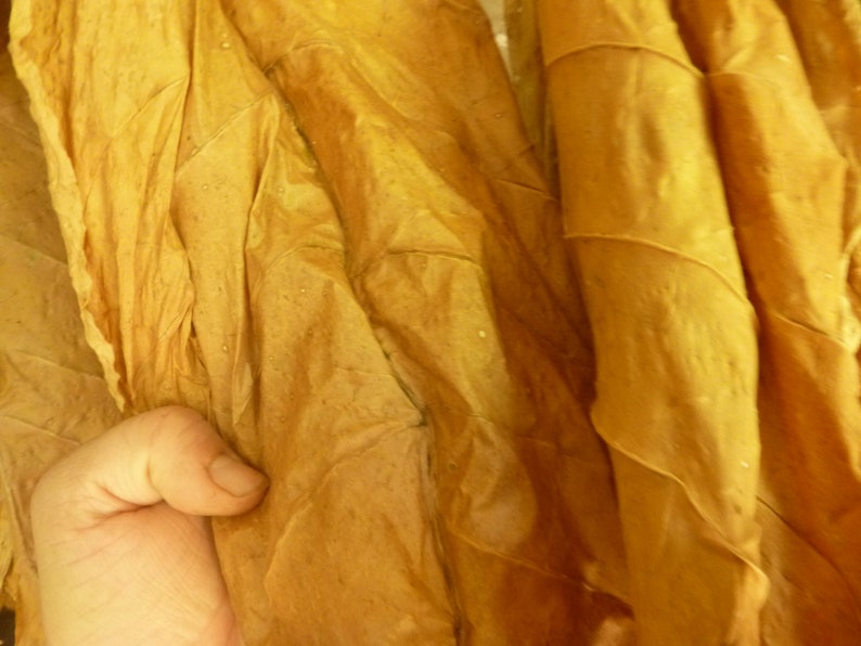 Golden Burley Heirloom Tobacco Seeds 1000 Seeds BIG Etsy