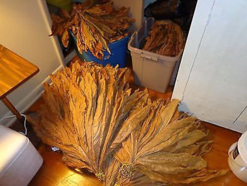 Chewing Tobacco Seed Grow Your Own Chew and Dip 1000 Etsy