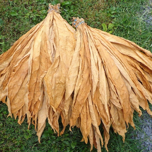 african red tobacco African Red Burley Tobacco Seeds - 1,000 Seeds - High Nicotine Strain!