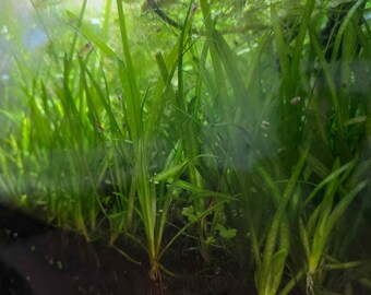Jungle Vallisneria (Jungle Val aquarium live plants) 12 each starts.