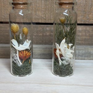 Oddities Vial