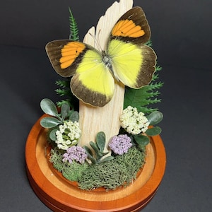 Butterfly Dome