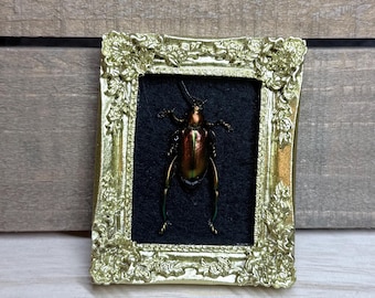 Scarabeo incorniciato