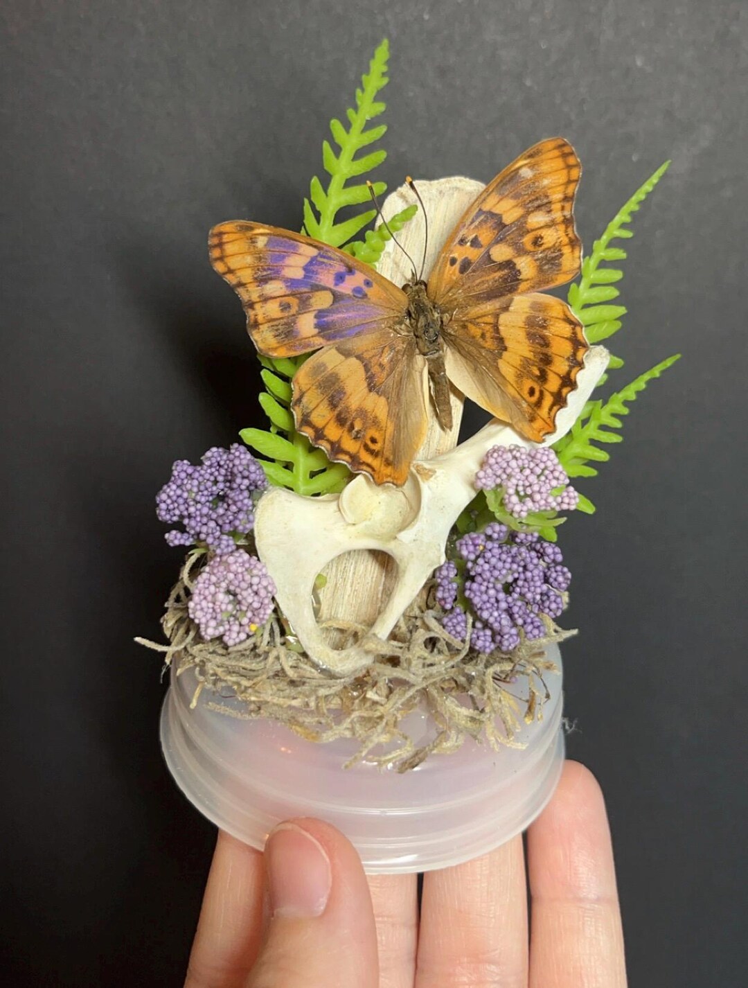 Yellow Sulfur Butterfly Globe