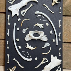 Bone Shadow Box