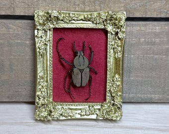 Scarabeo incorniciato