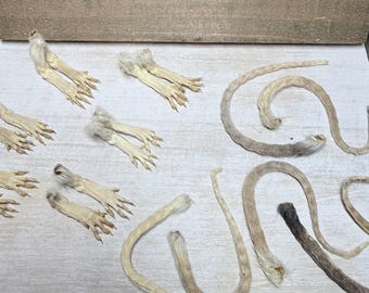 Rat Feet & Tail