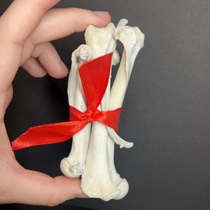 Bundle of Bones