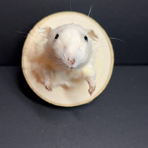 受注生産: マウスヘッドマウント