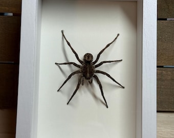 Spider Frame