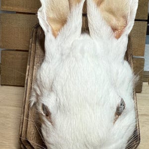 Bunny Head Plaque