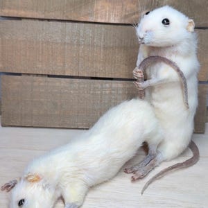 MADE TO ORDER: Dirty Mice