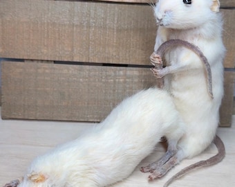 MADE TO ORDER: Dirty Mice