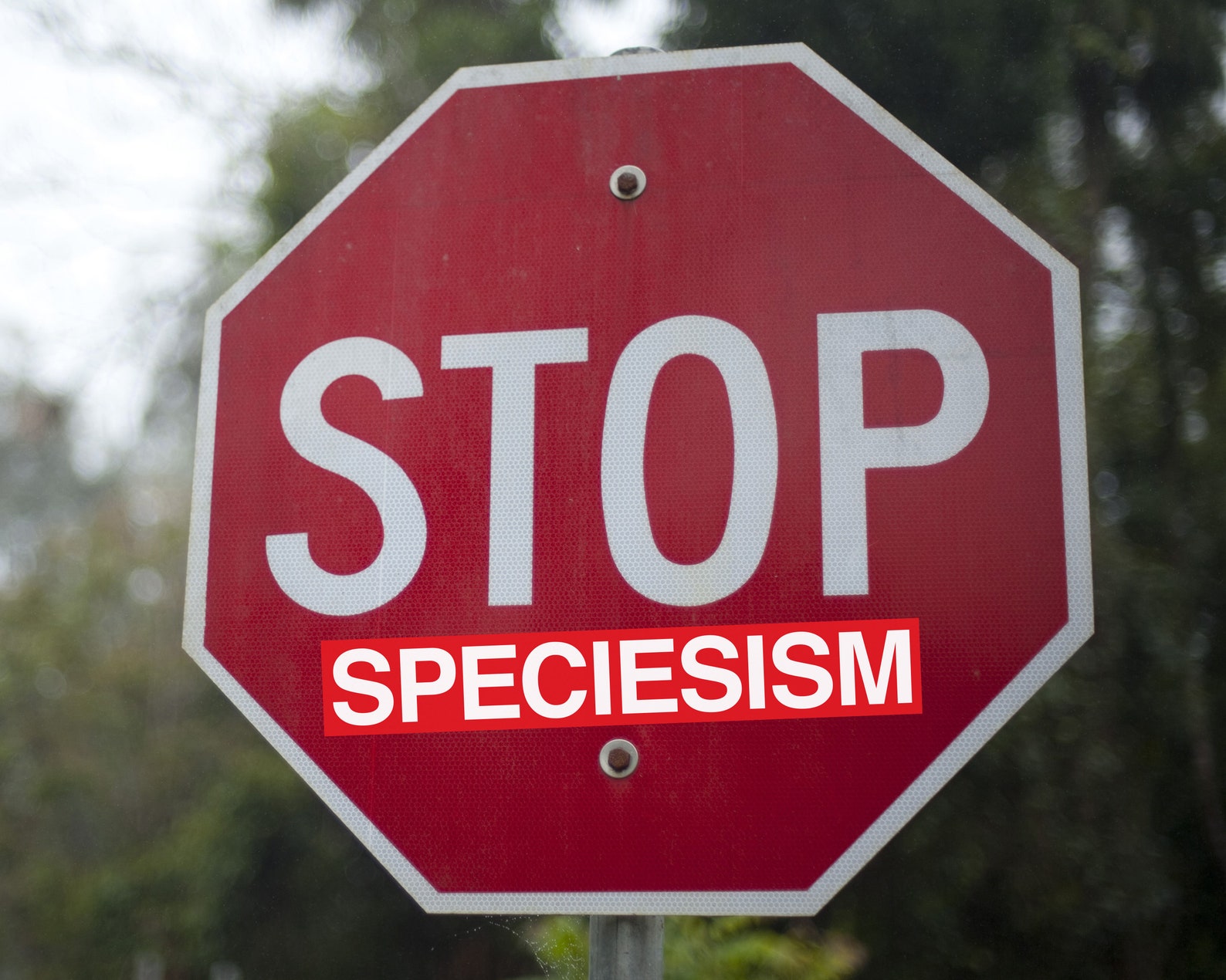 Stop Speciesism Stickers Bulk 1 5 10 20 100 Pack Sticker Stop Etsy