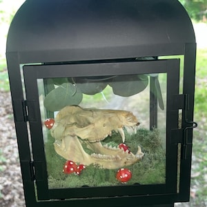 Opossum skull house decor