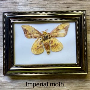 Peut inclure: Un spécimen d'un papillon impérial encadré, un grand papillon jaune avec des marques brunes, présenté sur un fond blanc. Le cadre est argenté avec une bordure perlée.