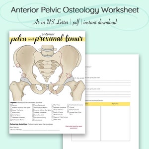 Anterior Pelvic Osteology