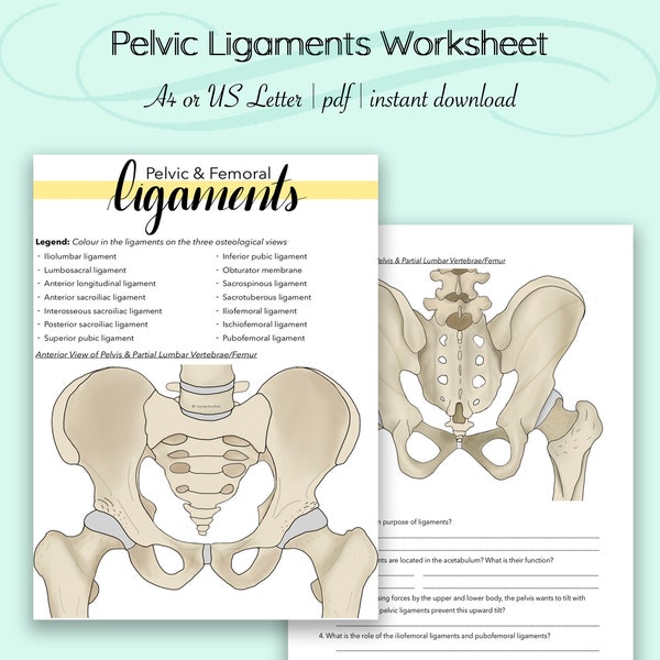 Pelvic Ligaments Anatomy Worksheet