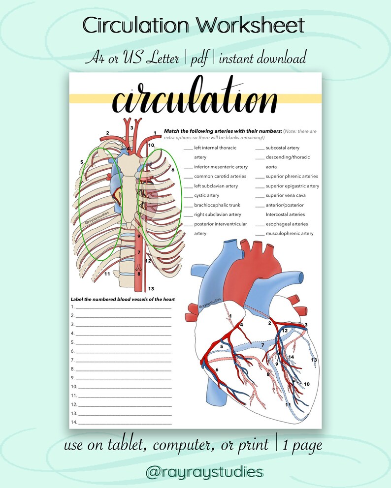 Circulation Worksheet | Etsy