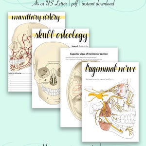 Skull Anatomy Worksheets - Bundle