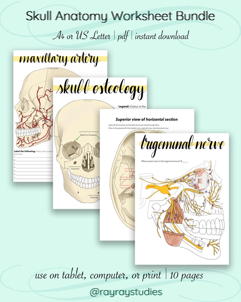 Skull Anatomy Worksheet Skull Anatomy Worksheets