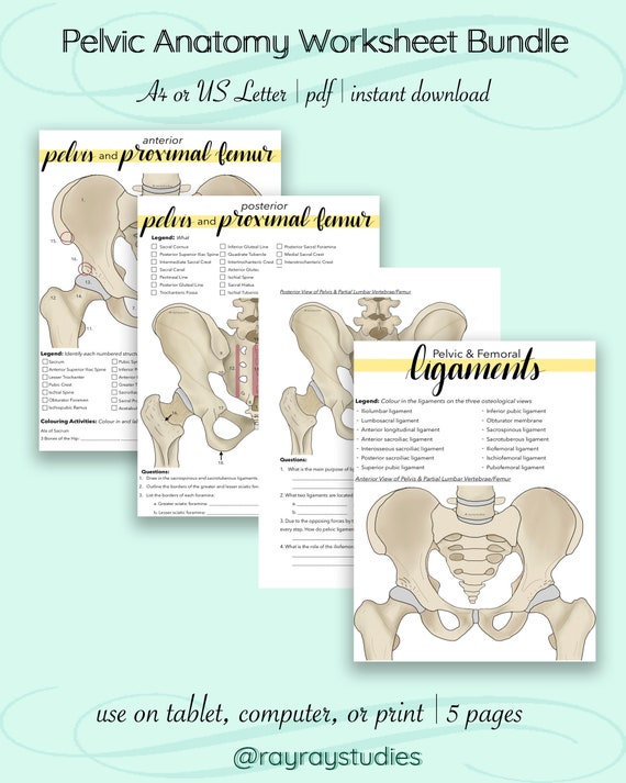 Anatomy Worksheet - Carinewbi