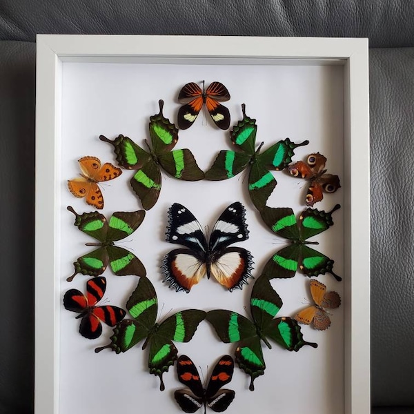 Real Butterfly Framed Etsy