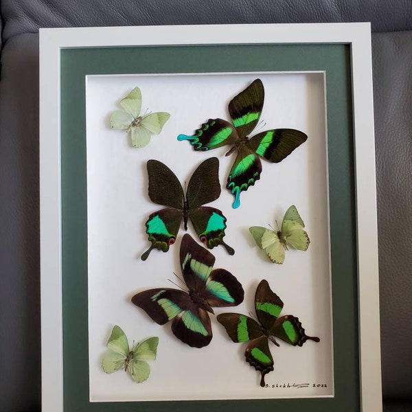 Framed Butterflies Etsy