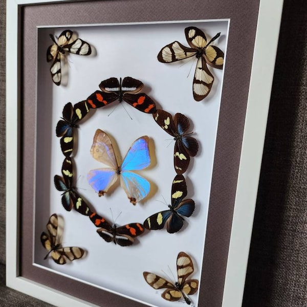 Mounted Butterflies Etsy