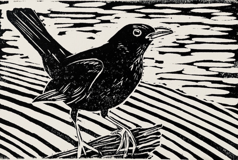 Blackbird image 1